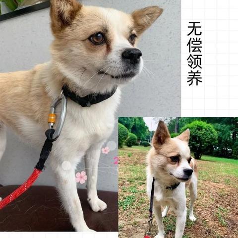 成都市哪里可以领养猫狗