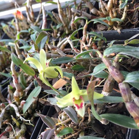 石斛瓶苗的种植方法？