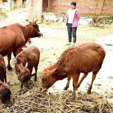 生肖羊92年运势大全查询(92年属羊人2021年运势如何)