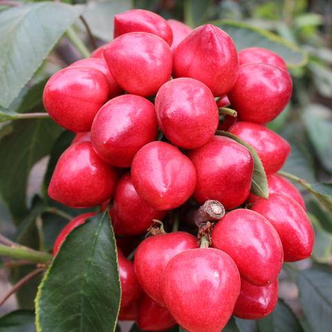 大连樱桃产地直发的长尾关键词有什么