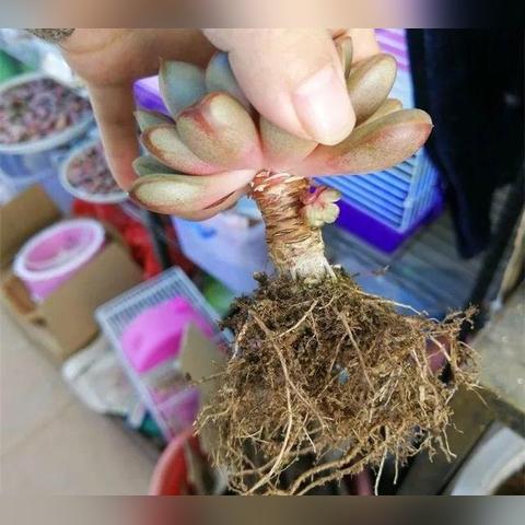 多肉可以用复合肥吗相关长尾关键词有哪些