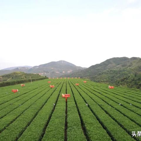 福建安溪为什么生产茶叶
