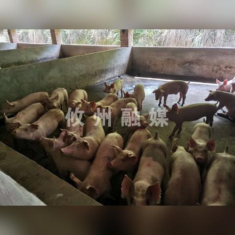 长沙制药专业工作相关长尾关键词有哪些