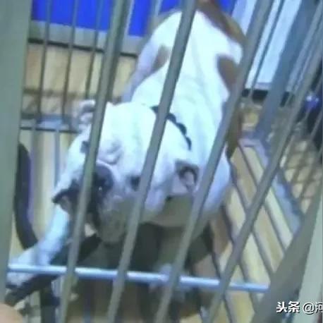 石家庄市遛狗群在哪里进