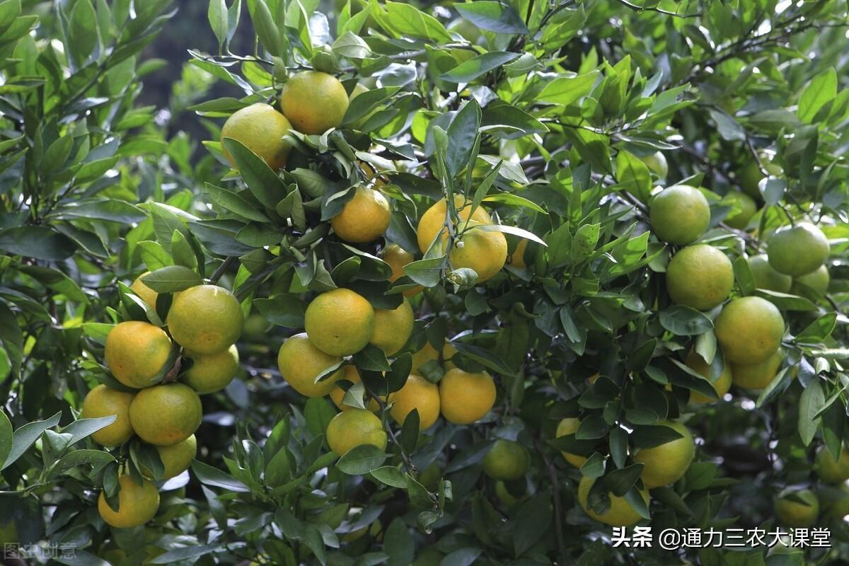 柑橘栽培技术培训方案设计范文（柑橘如何发展特色农产品）