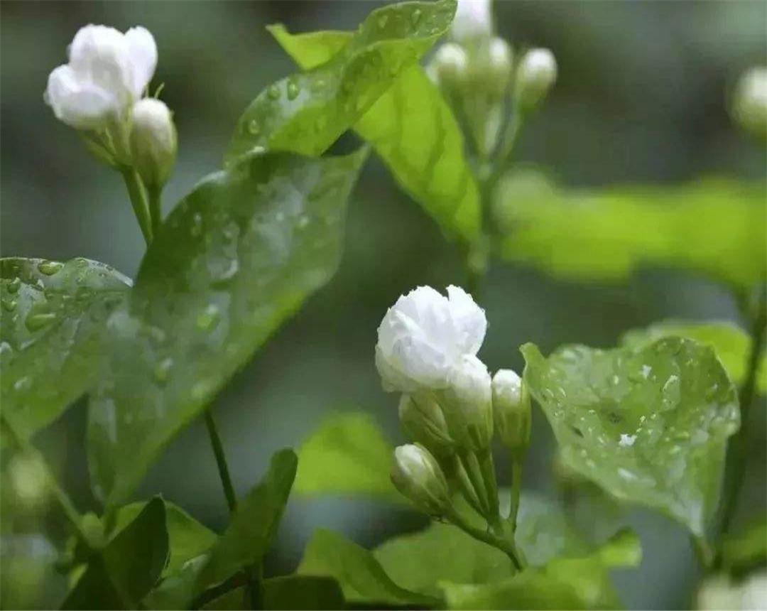 茉莉花种植技术,一亩茉莉花苗多少?"