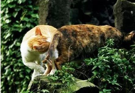 这些猫咪发情及繁育过程中的冷知识，你知道几个？