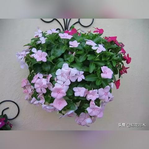 长春市哪里卖二手压饼机的长尾关键词有哪些