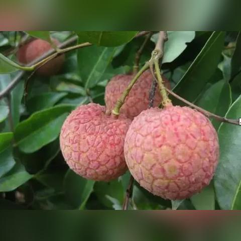 福建和汕尾哪个好