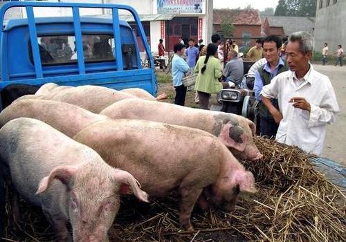 养殖户自述：养鸡亏钱，养猪不赚钱？钱谁赚了？背后原因很现实