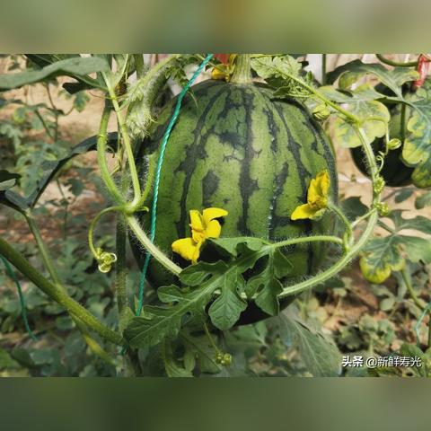 潍坊市螃蟹多少钱