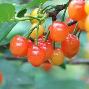 2025.12.16重庆今天空气质量指数怎么样