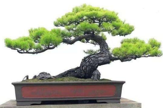 这几种常见的“树木”，适合做成盆景，树姿优美、观赏性强