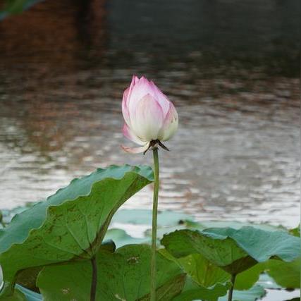 厦门园博苑哪里看花？