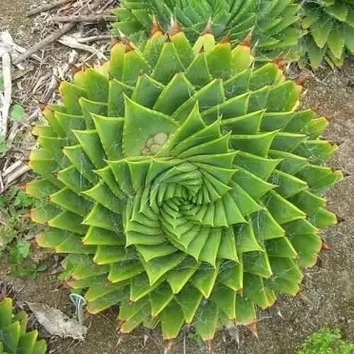 盆栽芦荟怎么种植方法和注意事项,剑齿芦荟的种植方法与技巧?