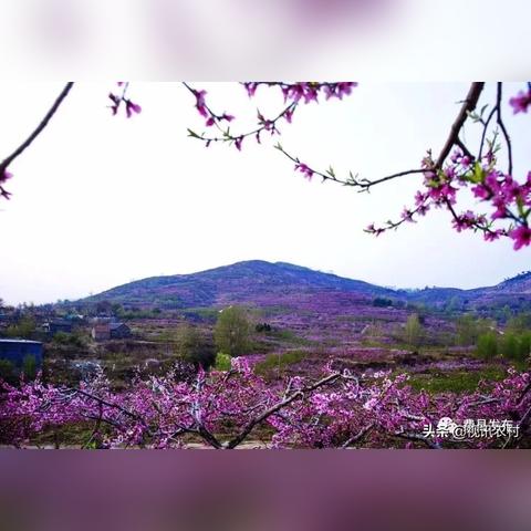 临沂市费县桃花节的长尾关键词有哪些