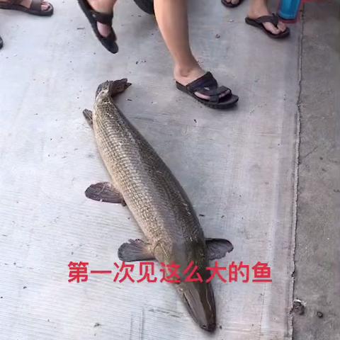 东莞市的钓鱼场在哪里