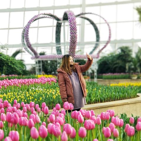 石家庄市哪里有蝴蝶兰