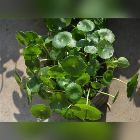 河南水桶养鱼怎么样