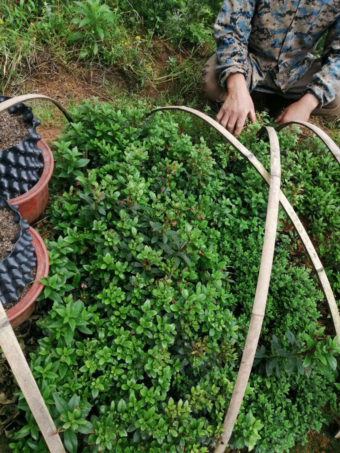 名贵杜鹃品种大全图片,秦岭地区高山杜鹃有多少种?