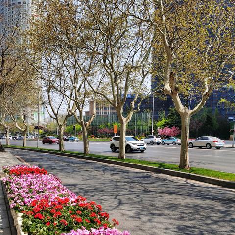 辽宁省大连市有什么花