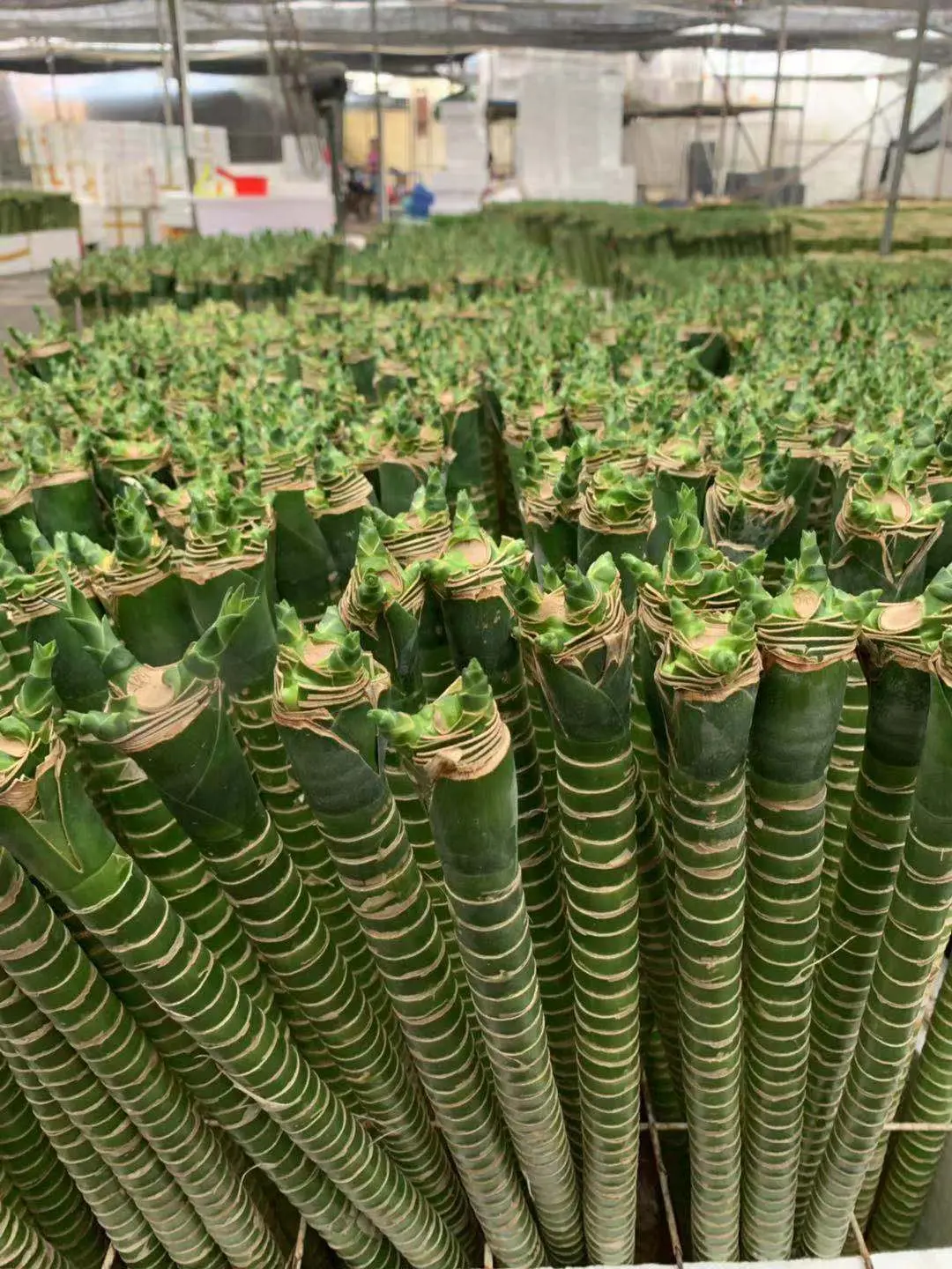 富贵竹水养快速生根法