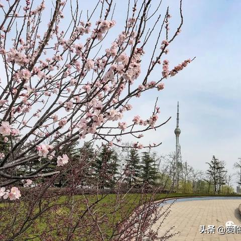 临沂市哪里鲜花盛开