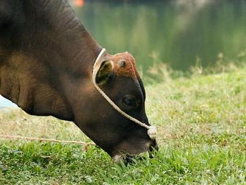 老牛吃嫩草的表情包搞笑gif