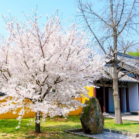 无锡市樱桃果园在哪里呀