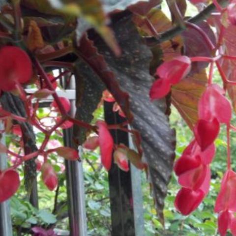 哈尔滨竹节海棠相关长尾关键词有哪些
