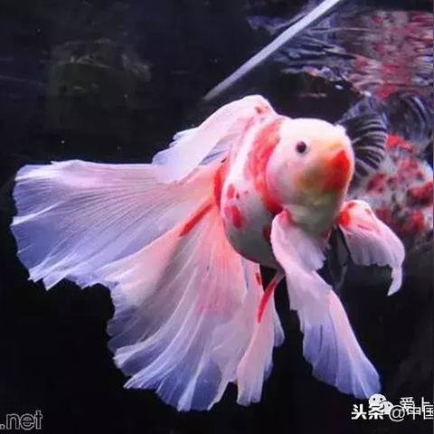 天气樱花的长尾关键词有哪些