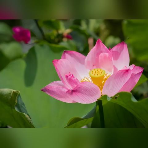 广东佛山市大塘荷花沐浴的长尾关键词有什么