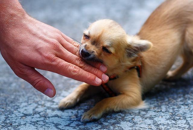 狂犬病到底有多可怕呢