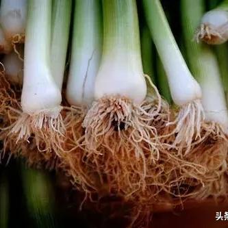 【深圳今日菜价】2025年3月23日深圳菜价是多少