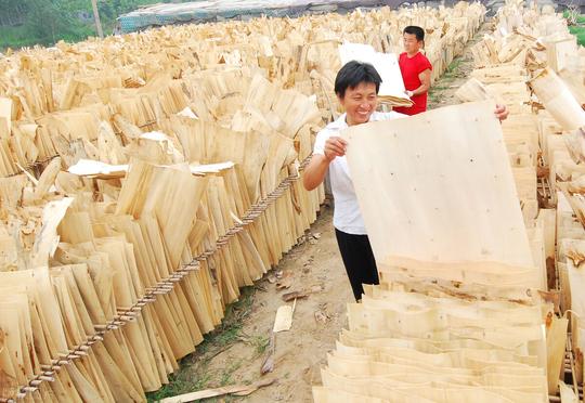 全球木材价格上涨，种粮不如种树，农民为何不种树了？