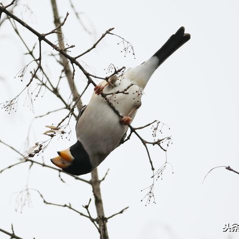 合肥市鸟是什么鸟