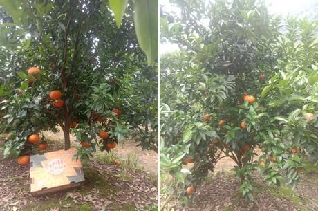 柑橘種植手藝與保鮮_有個(gè)難題柑橘留樹(shù)保鮮有什么好法子