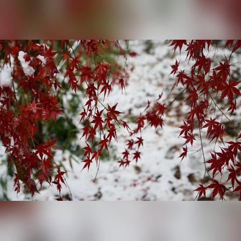 2021杭州枫叶红了吗？