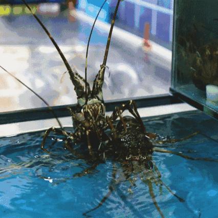 南宁的虾兵蟹将的相关长尾关键词有哪些