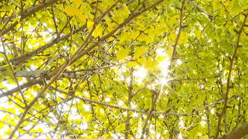 关于银杏叶的唯美说说