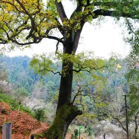 赣州市古树碑的长尾关键词有哪些