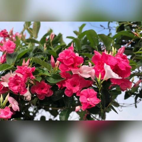 旺满客共享换电怎么样？