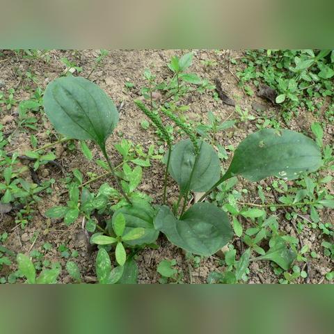 西安中药减肥推荐相关长尾关键词有哪些