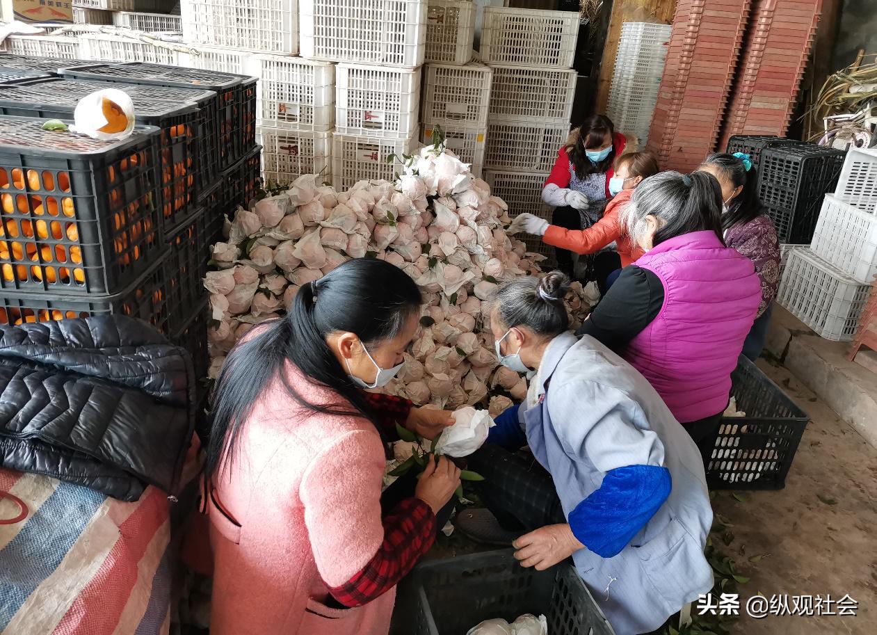 湖北柑橘種植辦理手藝指南_湖北合適種什么果樹