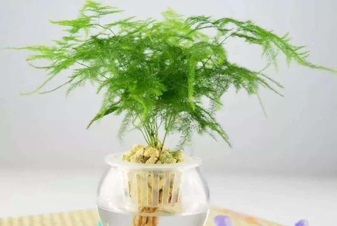 文竹的摆放风水_夏季怎么养护好文竹