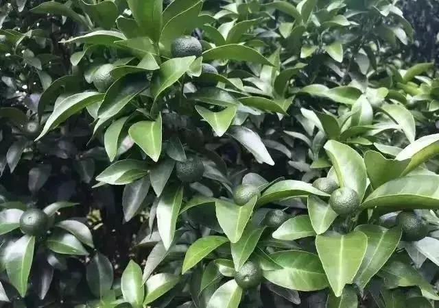 柑橘幼果期喷什么叶面肥可膨大（桃树膨大用什么调节剂最好）