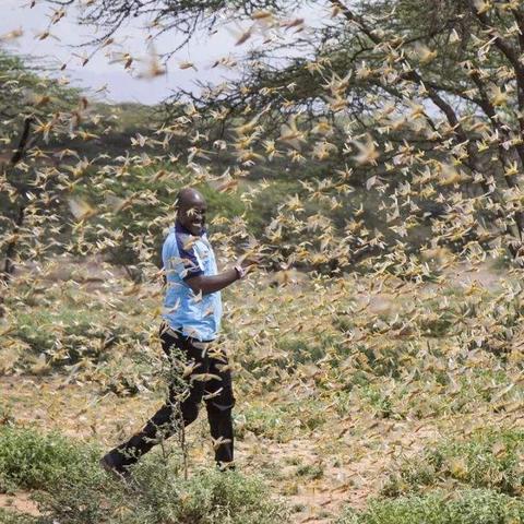 蝗灾多与什么灾相关