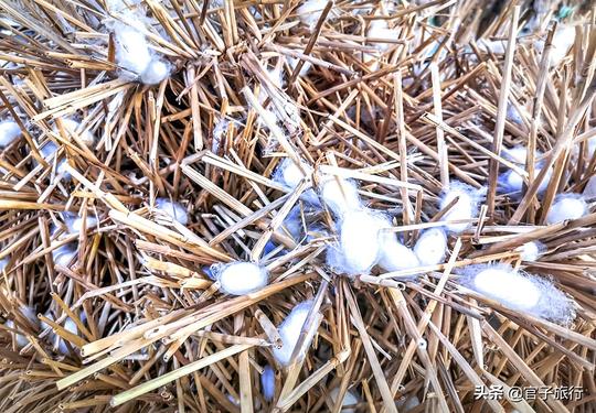 春蚕丝尽成蛹，破茧成蛾才死，李商隐春蚕到死丝方尽是千年错误