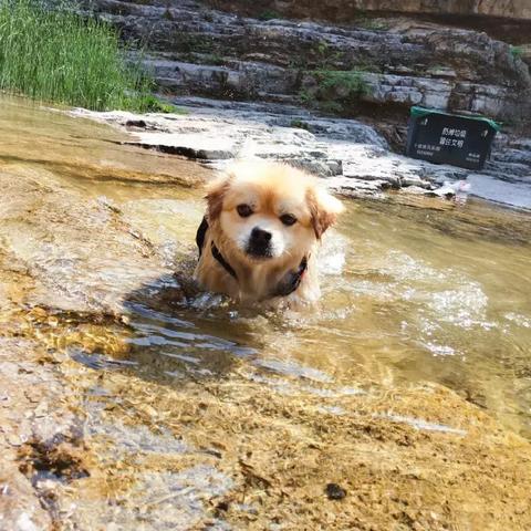 狗狗桂林飞上海相关长尾关键词有哪些