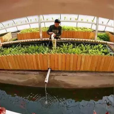 山东临沂市有鱼菜共生吗的长尾关键词有什么